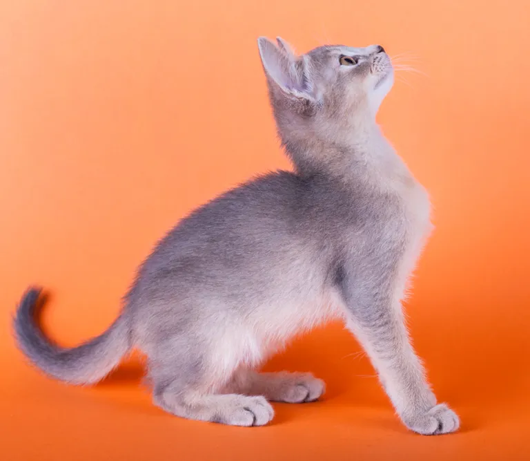 อะบิสซิเนียน (Abyssinian)