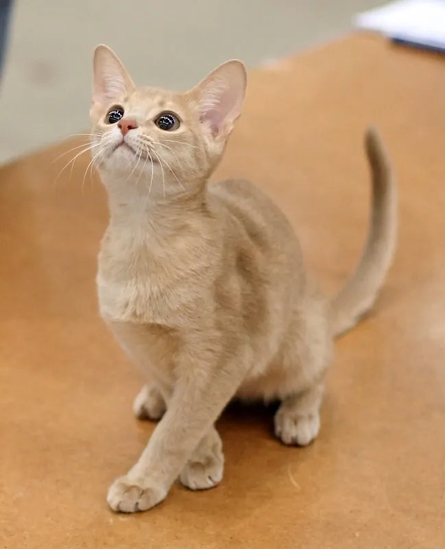 อะบิสซิเนียน (Abyssinian)