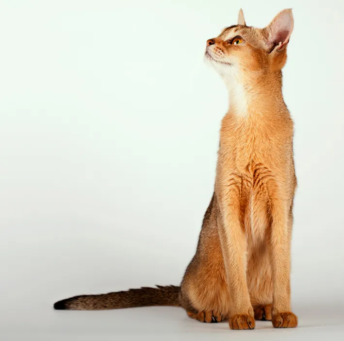 อะบิสซิเนียน (Abyssinian)