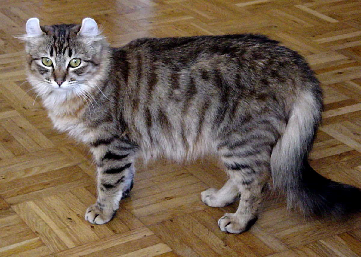 อเมริกัน เคิร์ล (American Curl)
