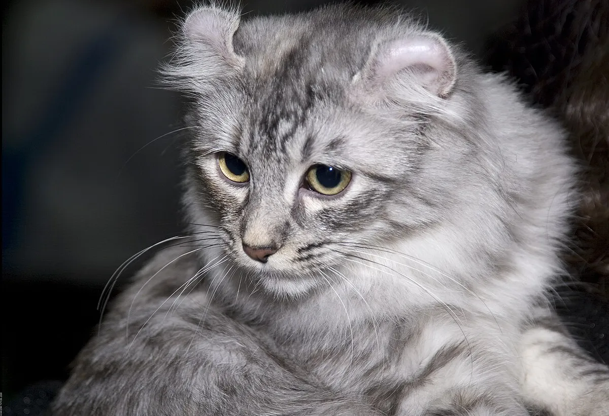 อเมริกัน เคิร์ล (American Curl)