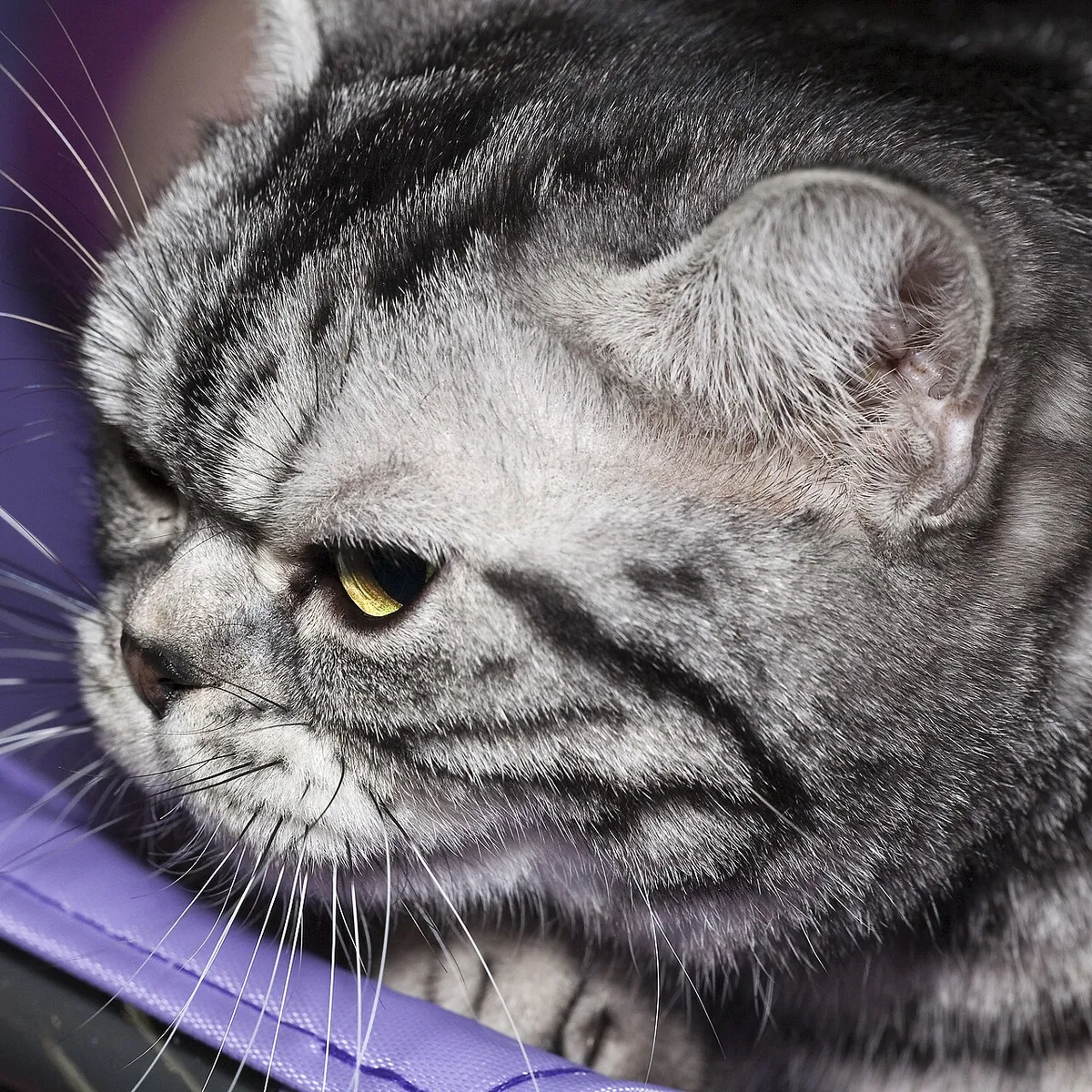 อเมริกัน ชอร์ตแฮร์ (American Shorthair)