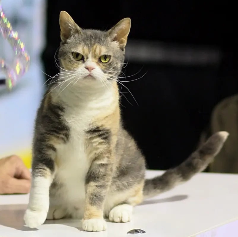 อเมริกัน ไวร์แฮร์ (American Wirehair)