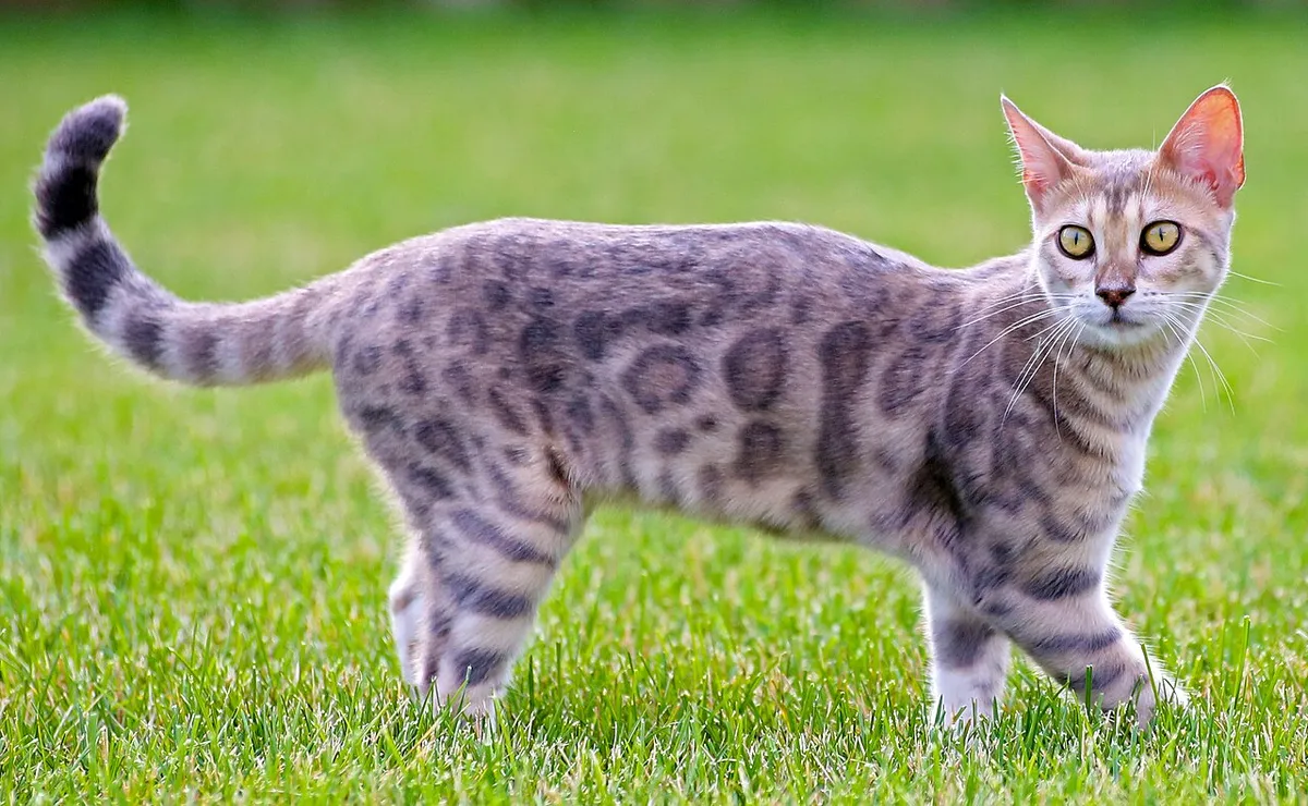 เบงกอล (Bengal)