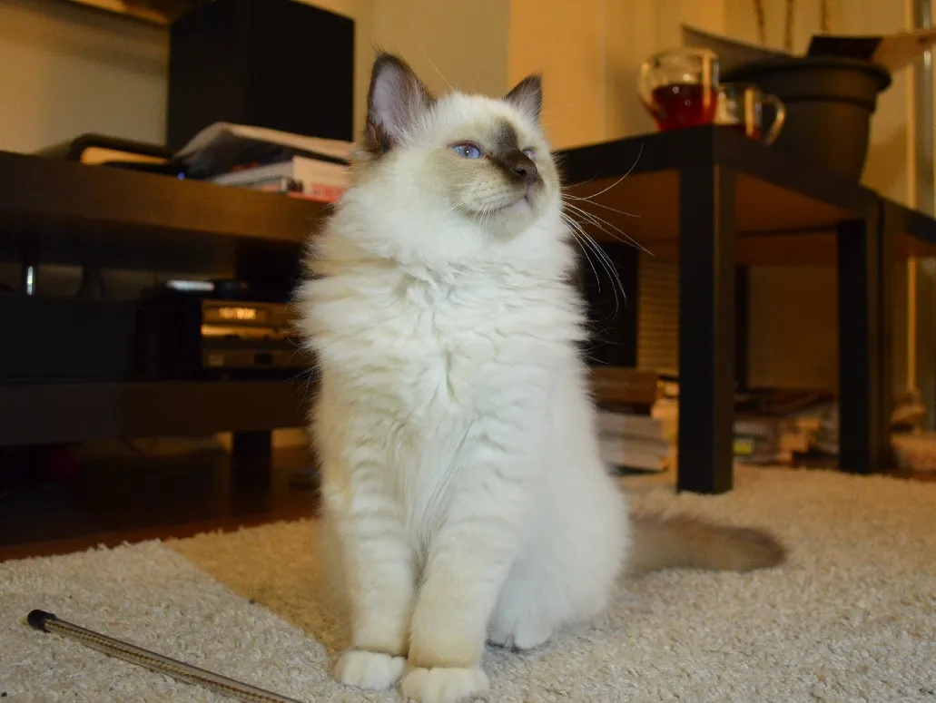 เบอร์แมน (Birman)