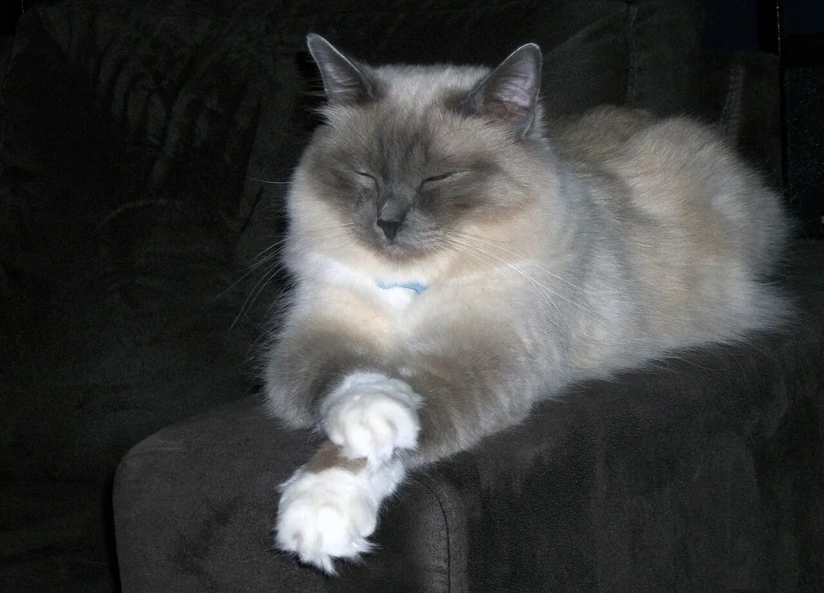 เบอร์แมน (Birman)