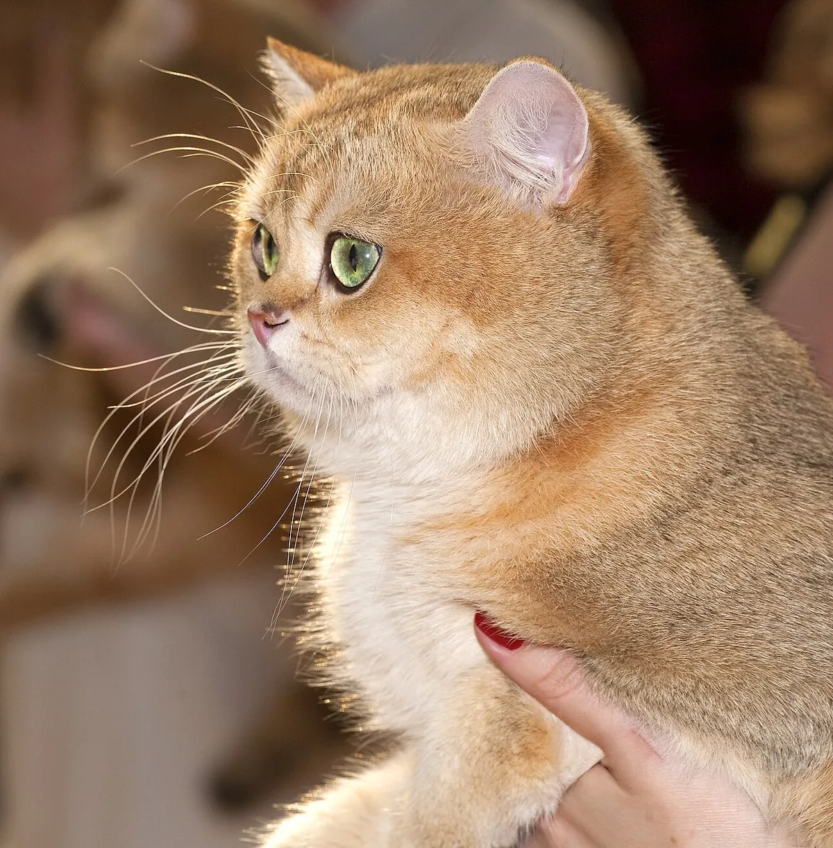 บริติช ลองแฮร์ (British Longhair)