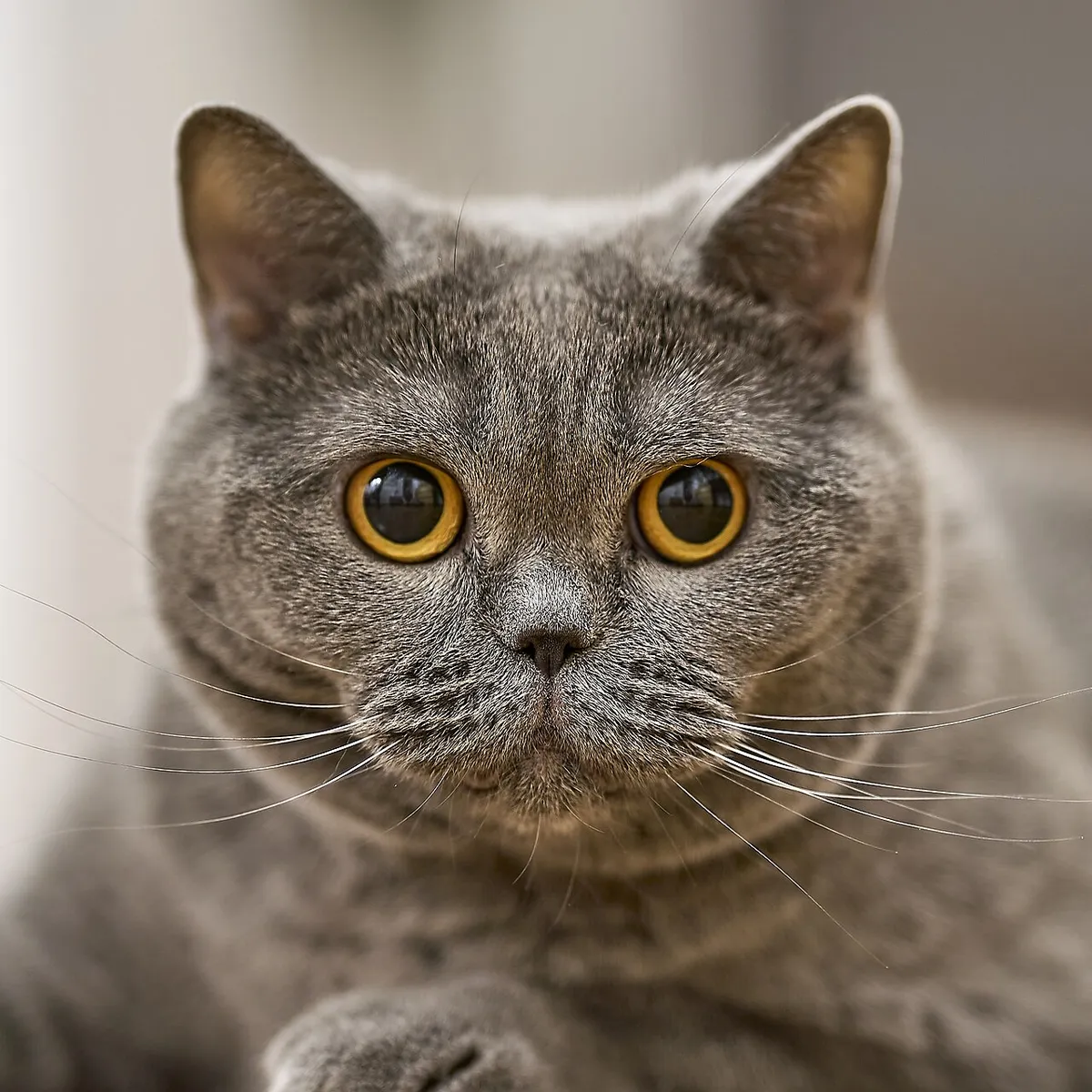 บริติช ชอร์ตแฮร์ (British Shorthair)