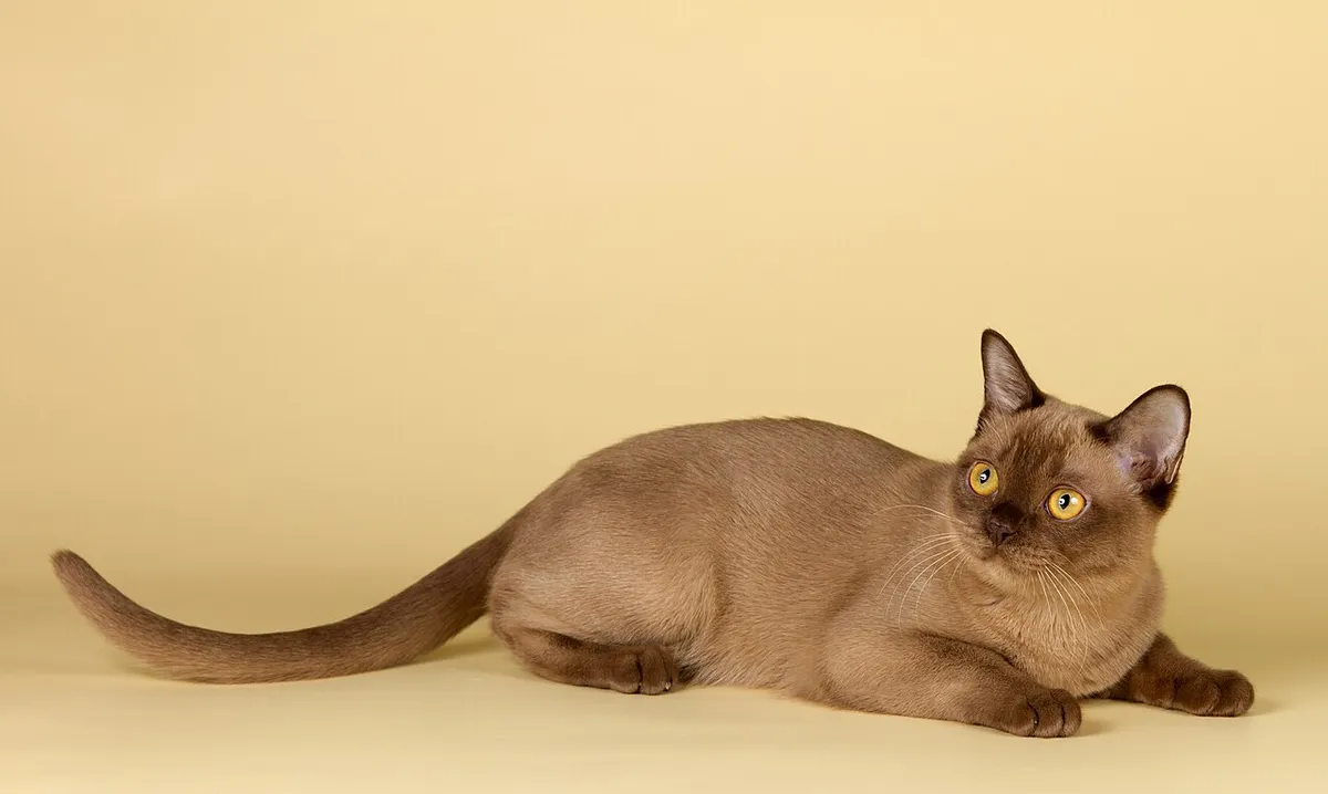 เบอร์มีส (Burmese)