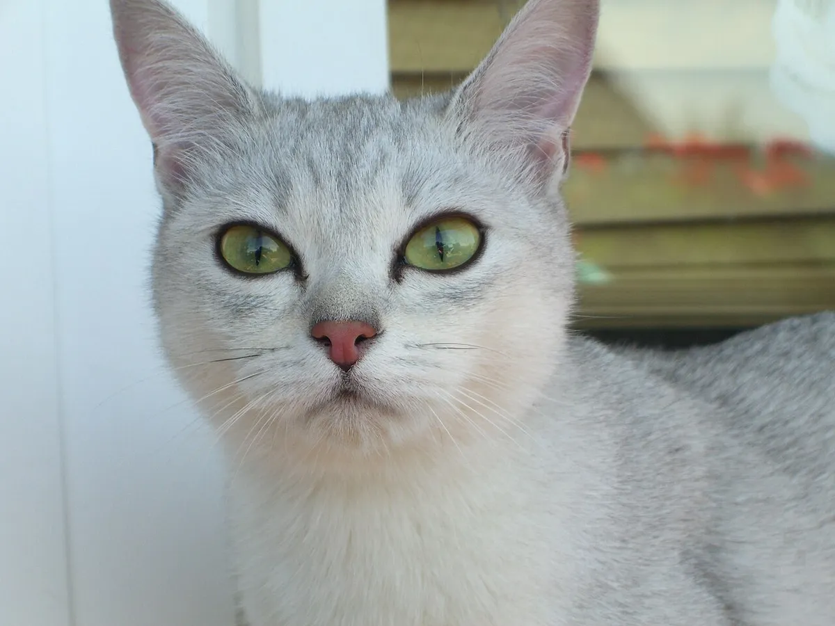 เบอร์มิลลา (Burmilla)