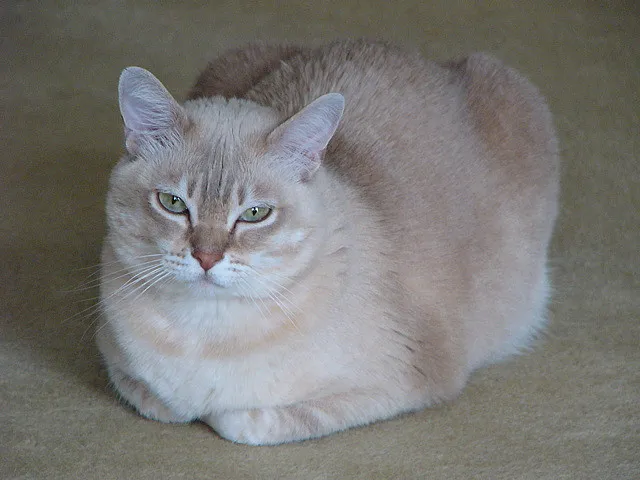 เบอร์มิลลา (Burmilla)