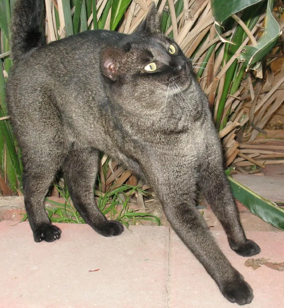 ชอซี (Chausie)
