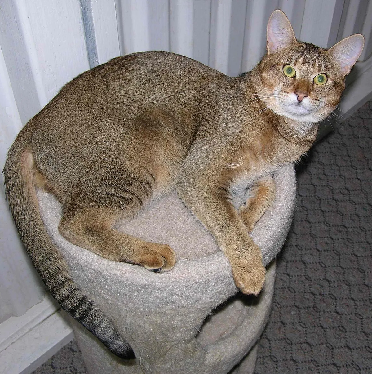 ชอซี (Chausie)