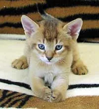 ชอซี (Chausie)