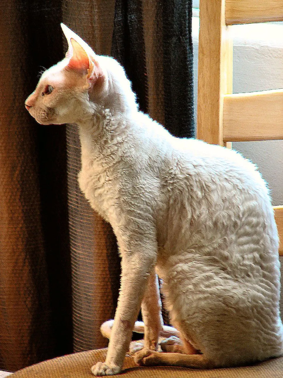 คอร์นิช เร็กซ์ (Cornish Rex)