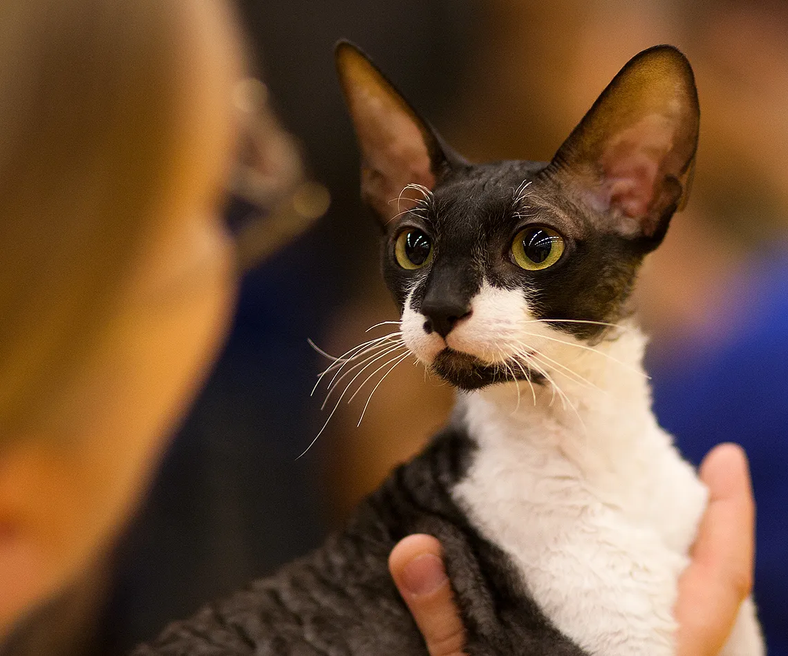 คอร์นิช เร็กซ์ (Cornish Rex)