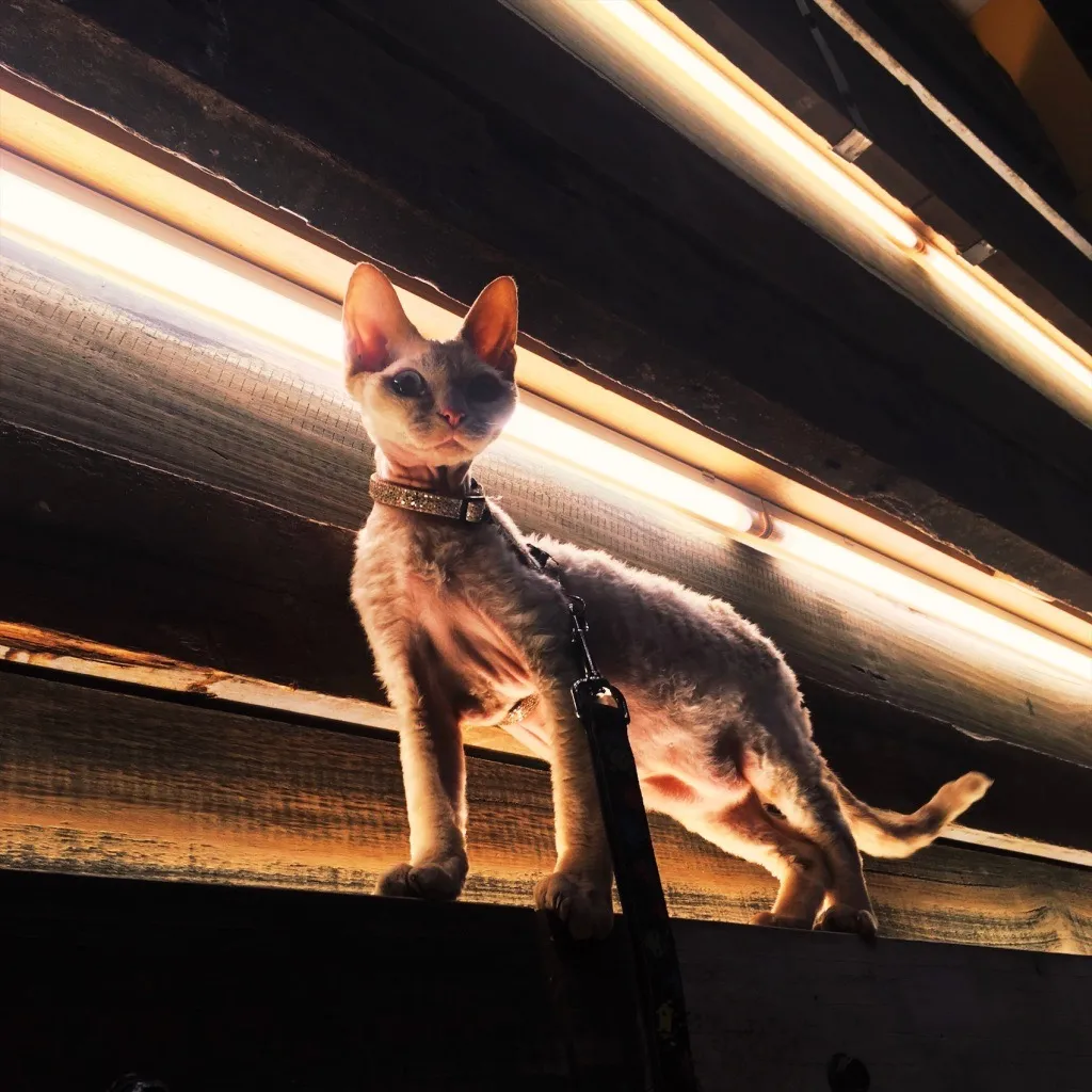 เดวอน เร็กซ์ (Devon Rex)