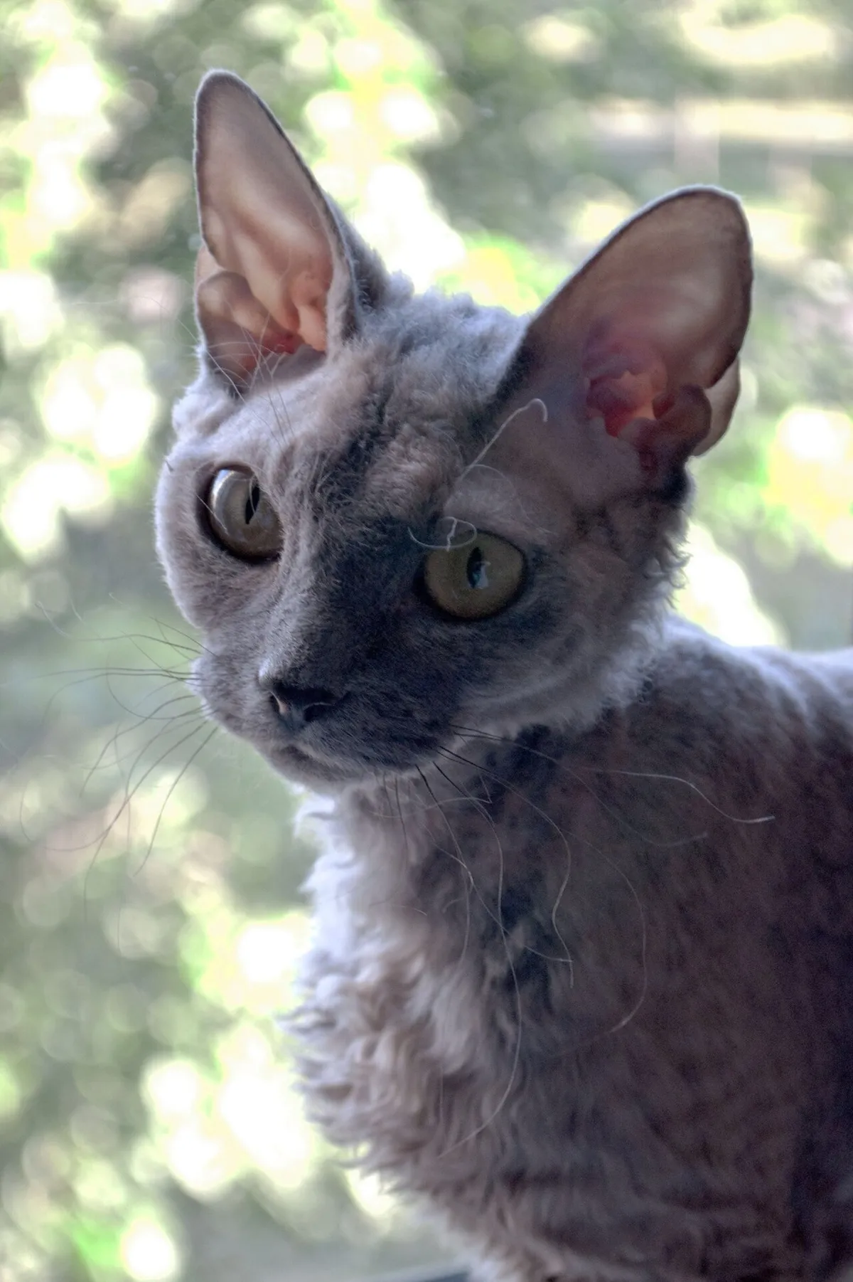 เดวอน เร็กซ์ (Devon Rex)