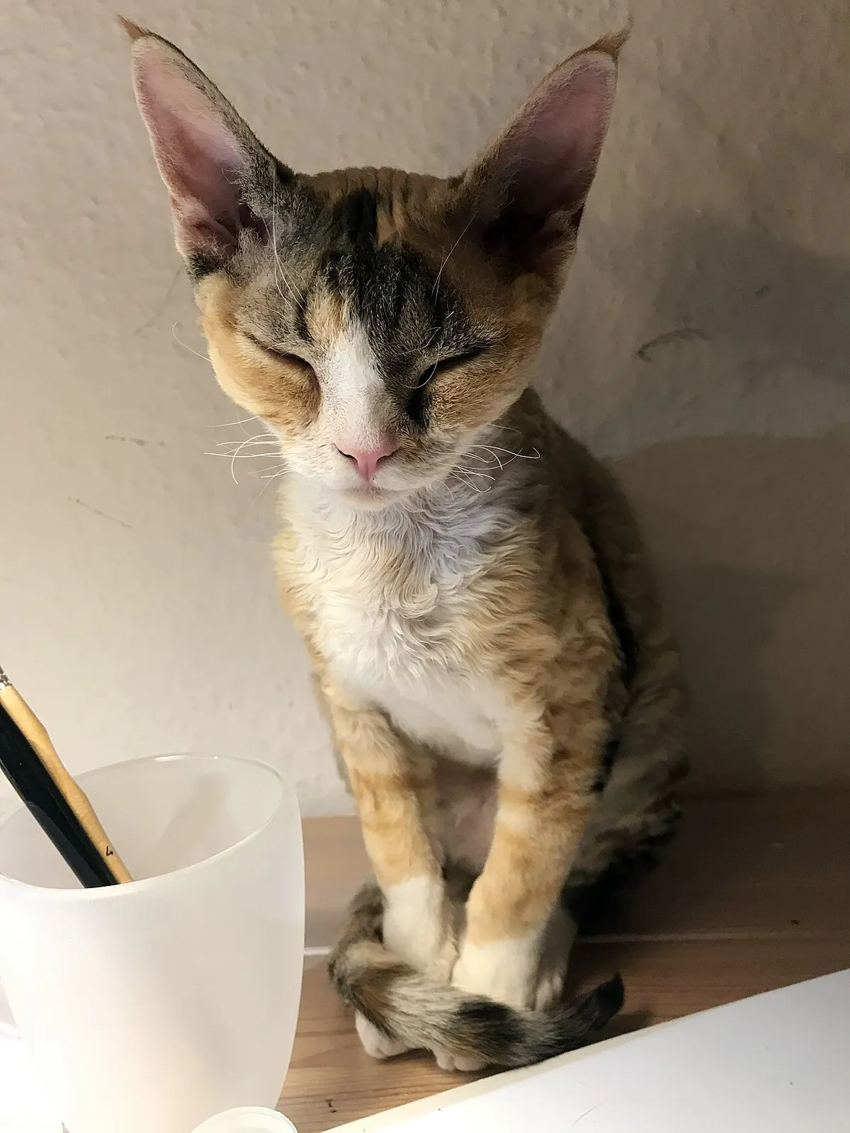 เดวอน เร็กซ์ (Devon Rex)