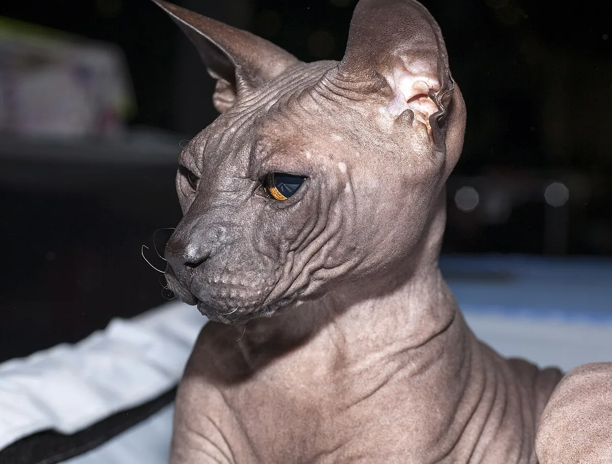ดอนสกอย (Donskoy)