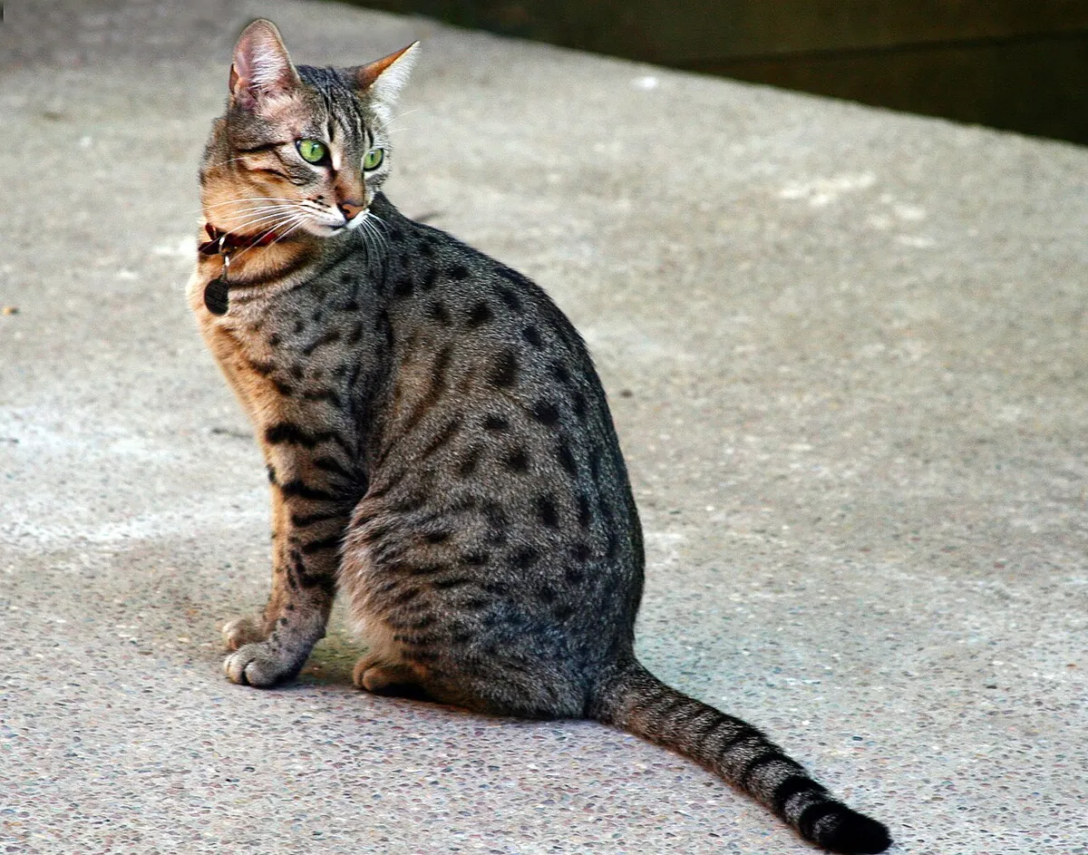 อียิปเชียน เมา (Egyptian Mau)