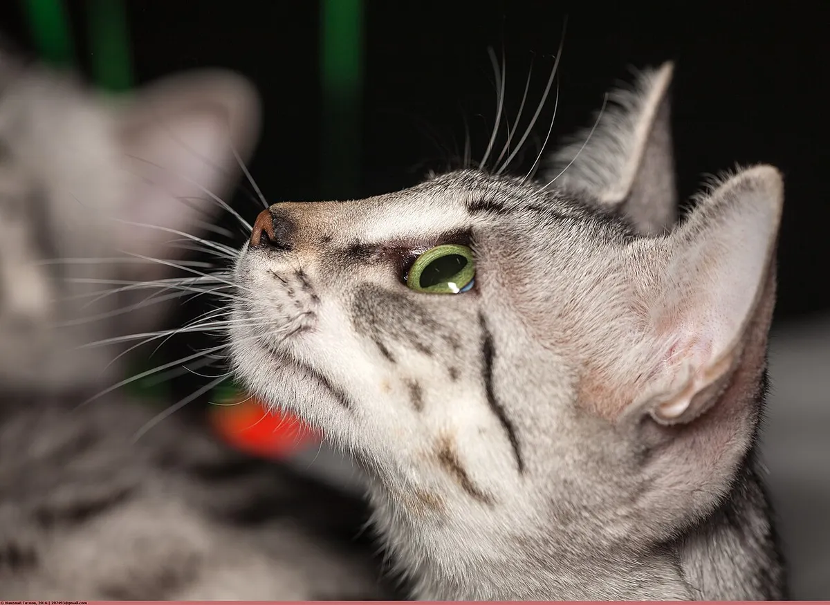 อียิปเชียน เมา (Egyptian Mau)