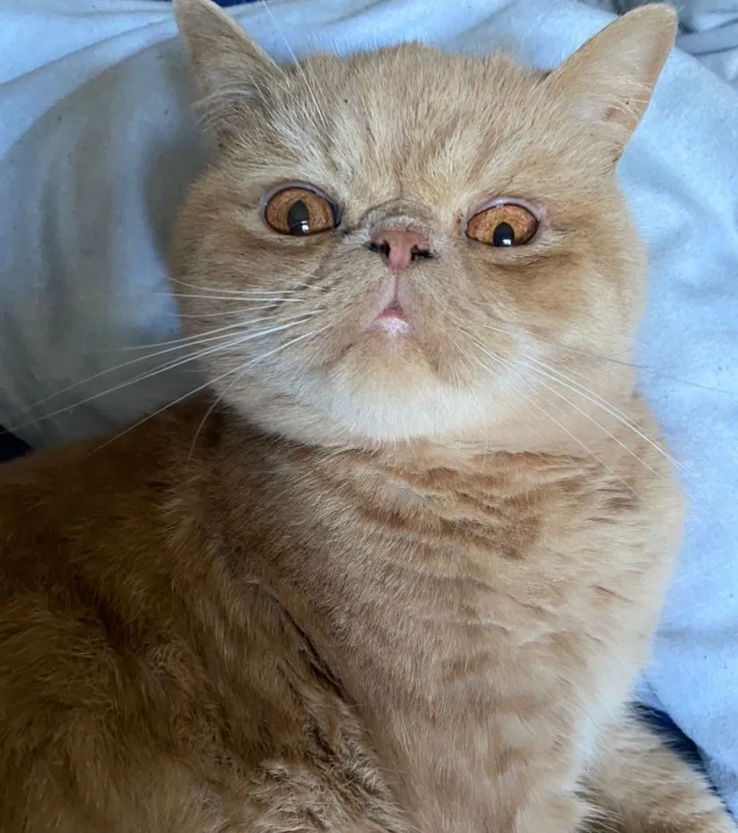 เอ็กโซติก ชอร์ตแฮร์ (Exotic Shorthair)