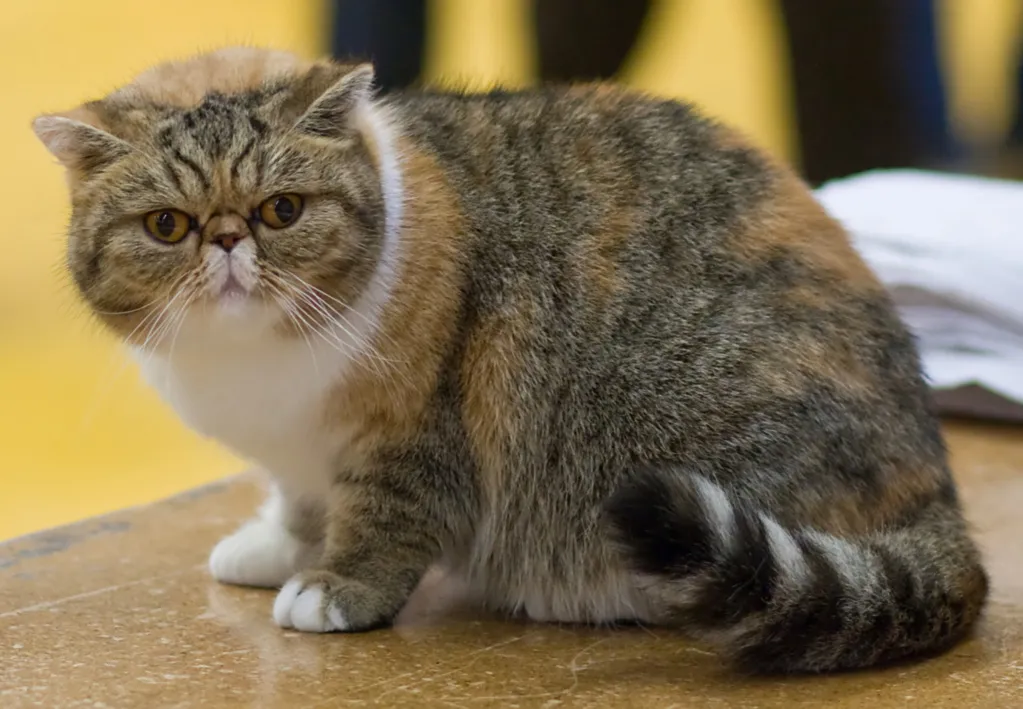 เอ็กโซติก ชอร์ตแฮร์ (Exotic Shorthair)