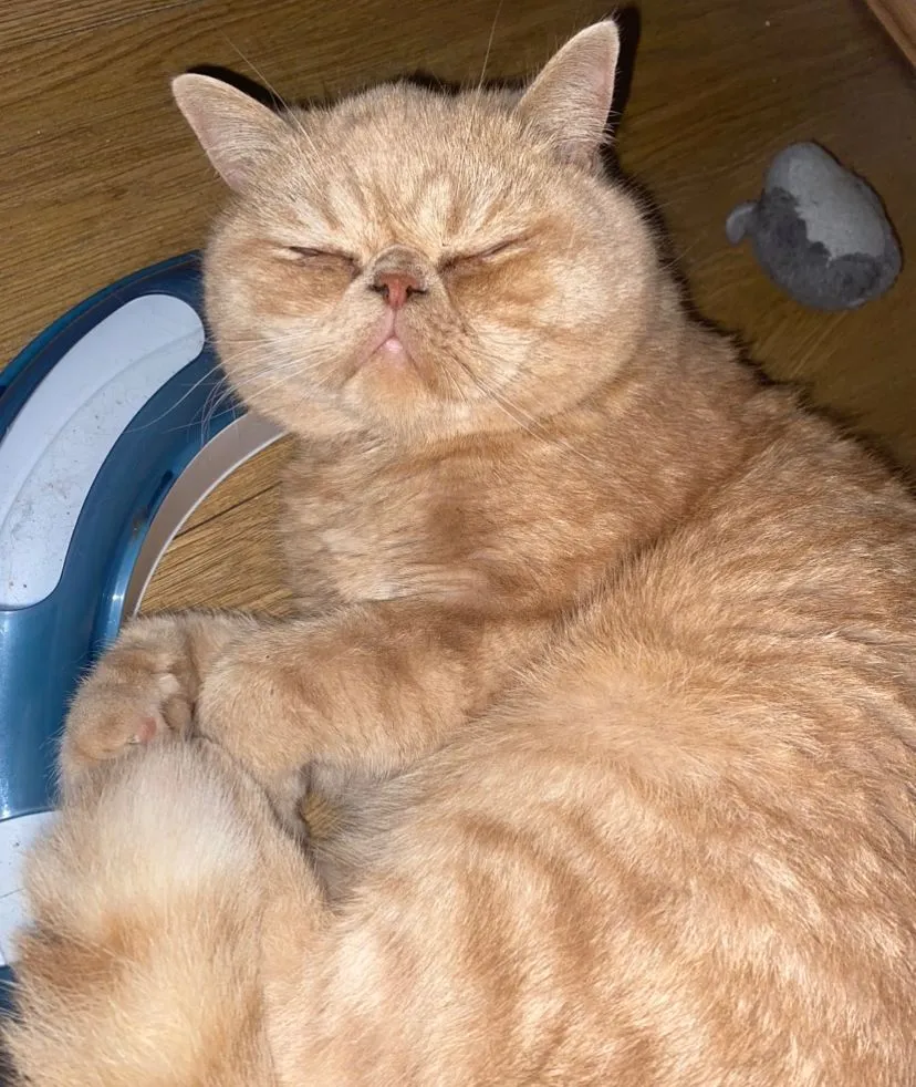 เอ็กโซติก ชอร์ตแฮร์ (Exotic Shorthair)