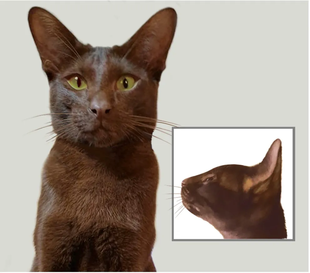 ฮาวานา บราวน์ (Havana Brown)
