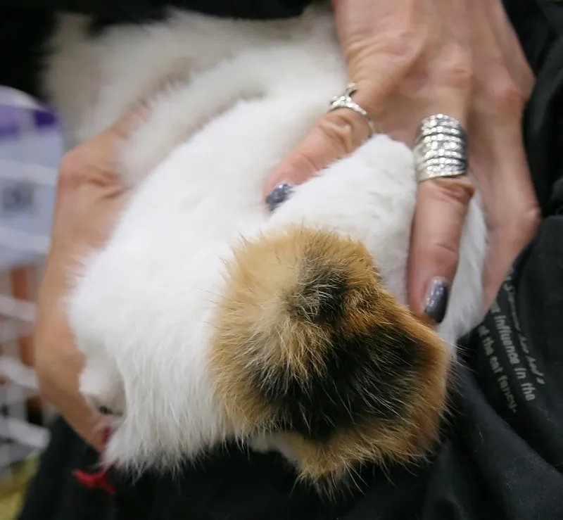 เจแปนนีส บ็อบเทล (Japanese Bobtail)