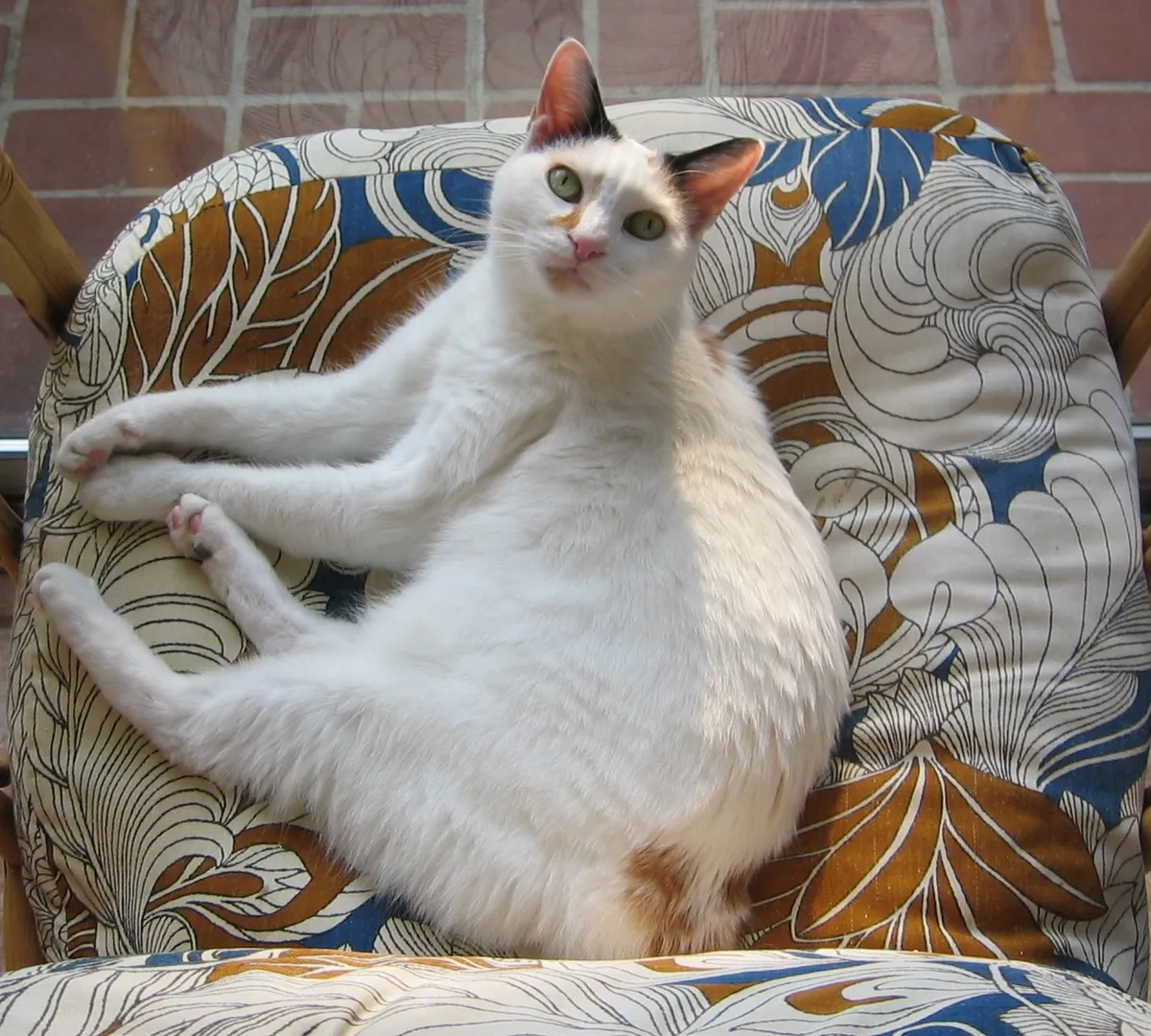 เจแปนนีส บ็อบเทล (Japanese Bobtail)