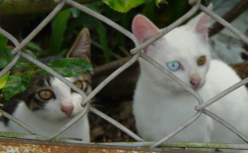 เจแปนนีส บ็อบเทล (Japanese Bobtail)