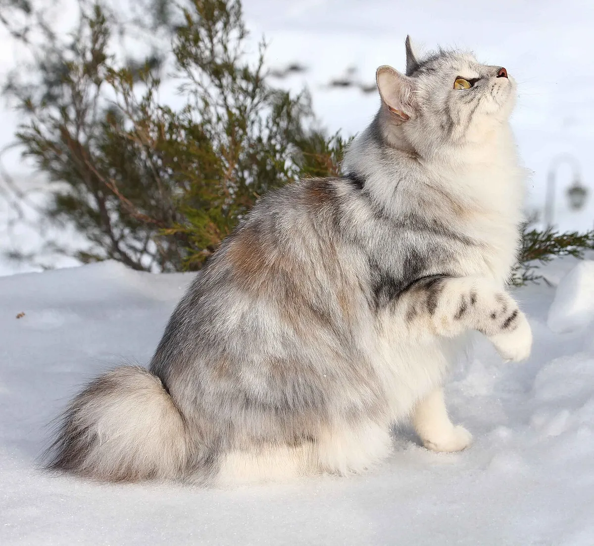 คูริเลียน บ็อบเทล (Kurilian Bobtail)