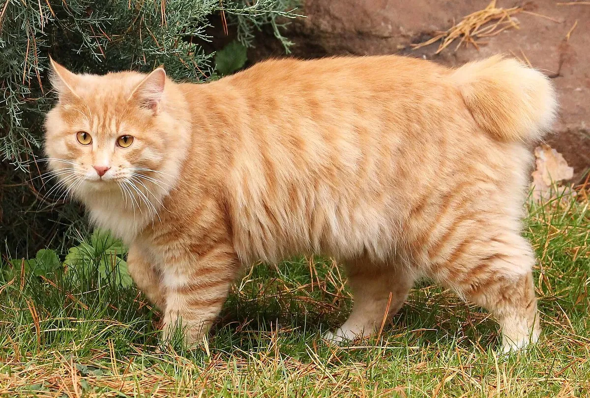 คูริเลียน บ็อบเทล (Kurilian Bobtail)