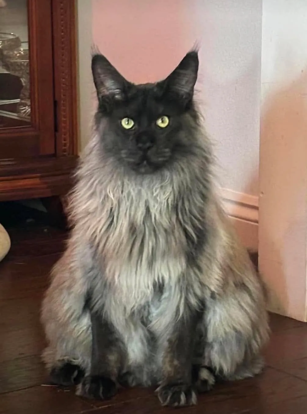 เมนคูน (Maine Coon)