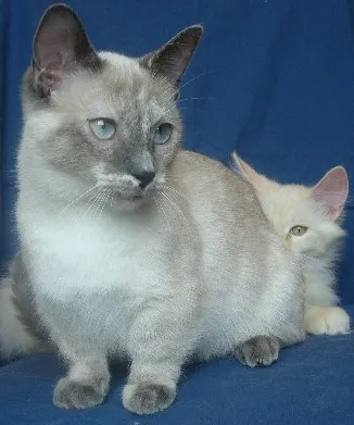 มันช์กิ้น (Munchkin)