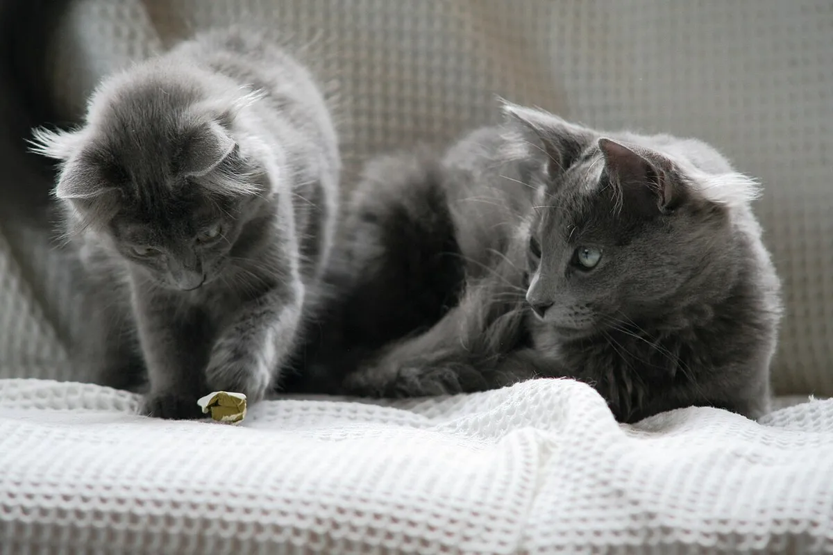 นีเบอลุง (Nebelung)