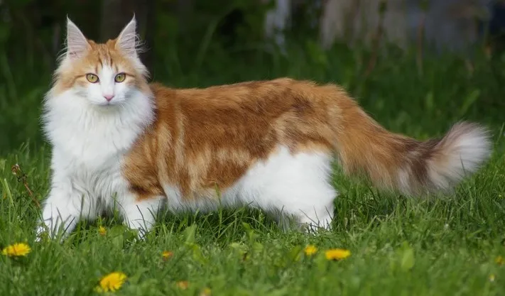 นอร์วีเจียน ฟอเรสต์ (Norwegian Forest Cat)