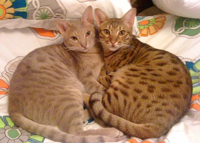 โอซิแคต (Ocicat)