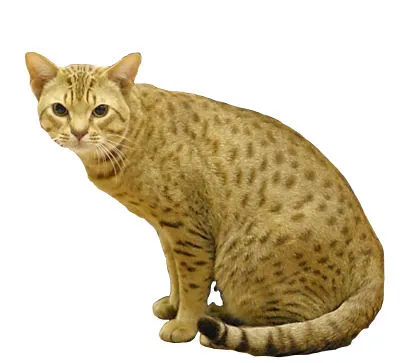โอซิแคต (Ocicat)