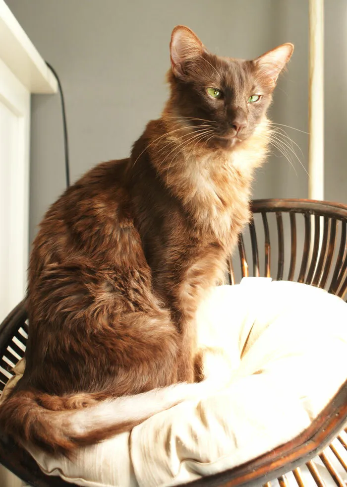 โอเรียนทัล ลองแฮร์ (Oriental Longhair)