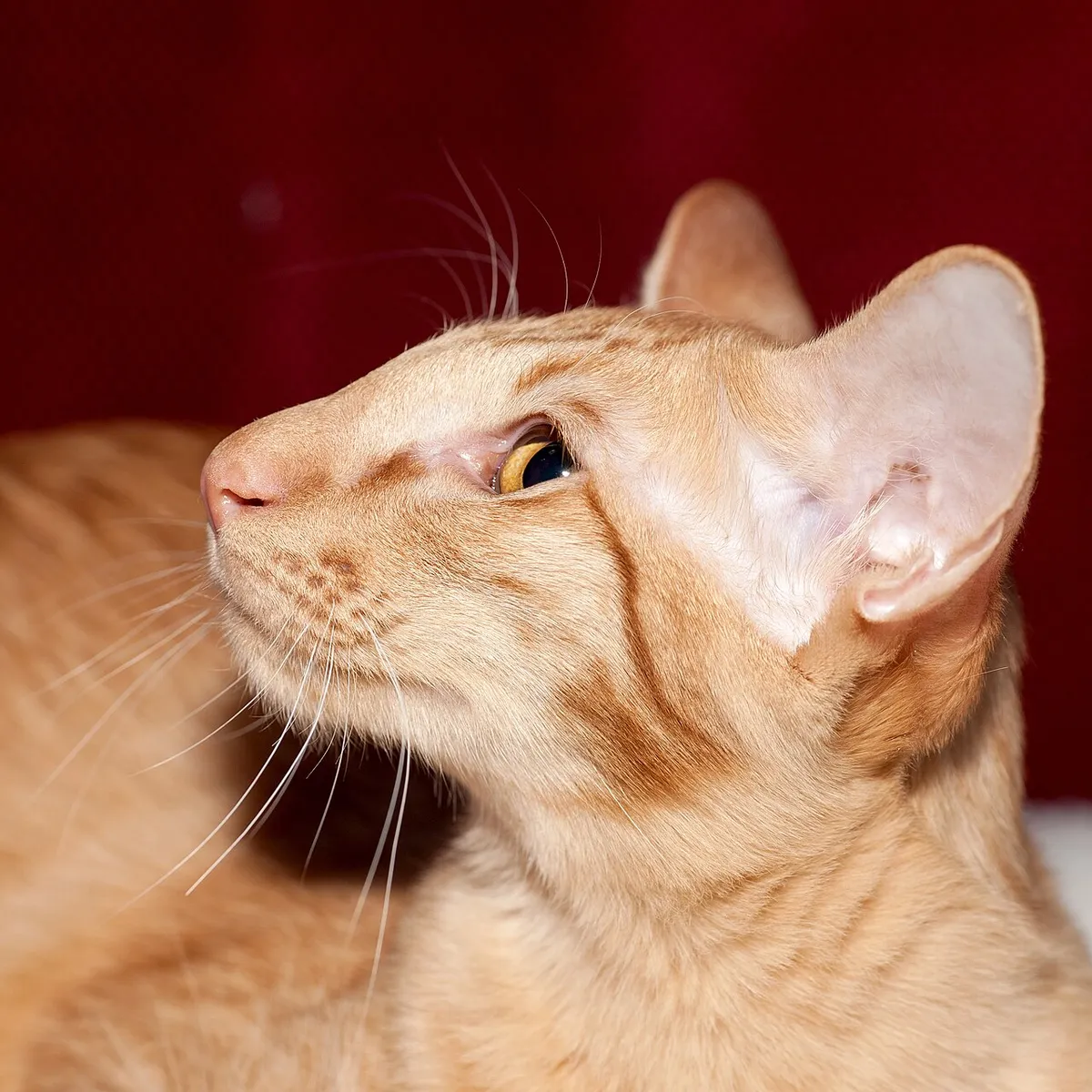 โอเรียนทัล ลองแฮร์ (Oriental Longhair)