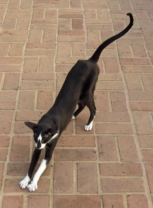 โอเรียนทัล ชอร์ตแฮร์ (Oriental Shorthair)