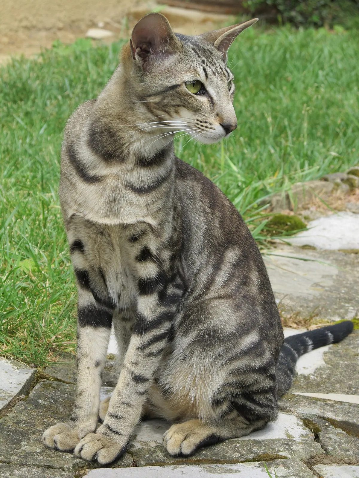 โอเรียนทัล ชอร์ตแฮร์ (Oriental Shorthair)