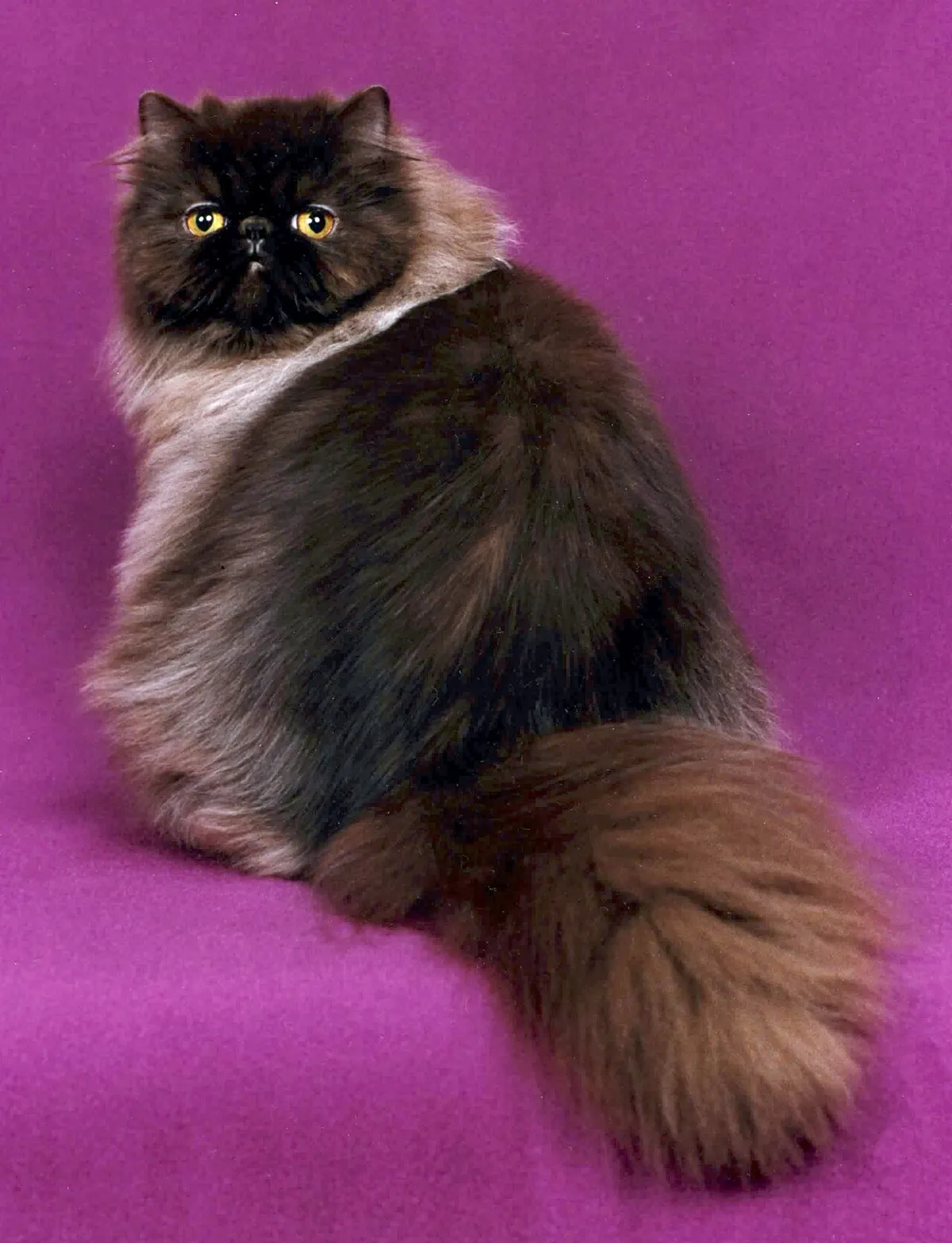 เปอร์เซีย (Persian)