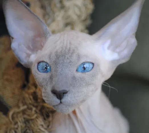 ปีเตอร์บัลด์ (Peterbald)