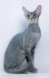 ปีเตอร์บัลด์ (Peterbald)