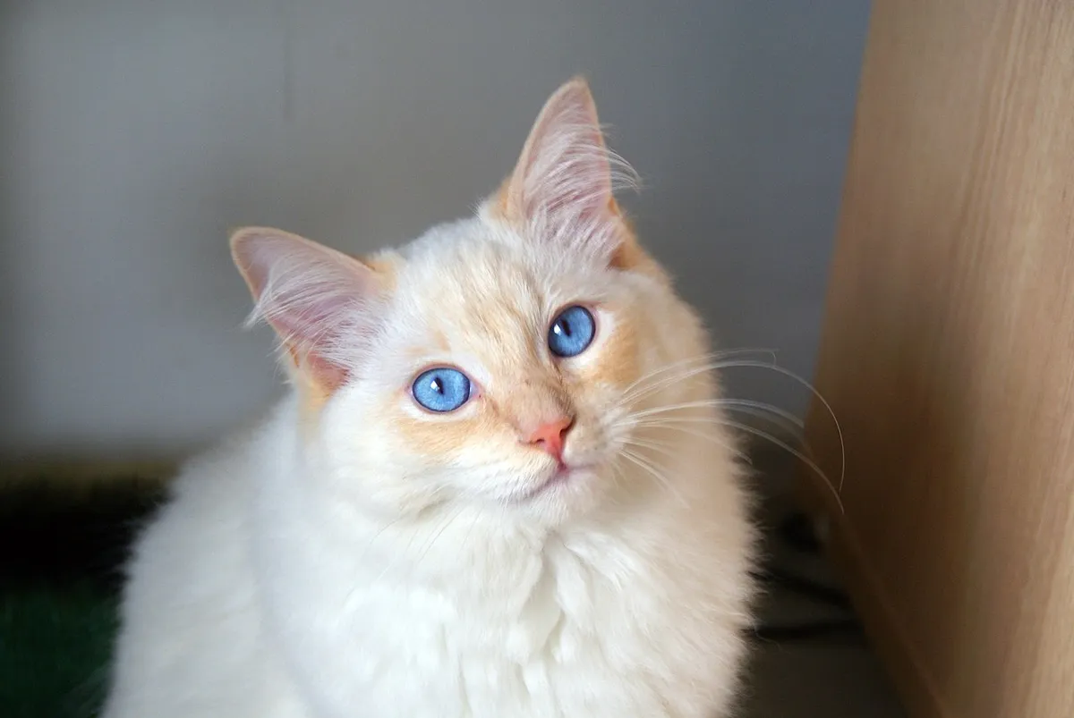 แร็กดอลล์ (Ragdoll)