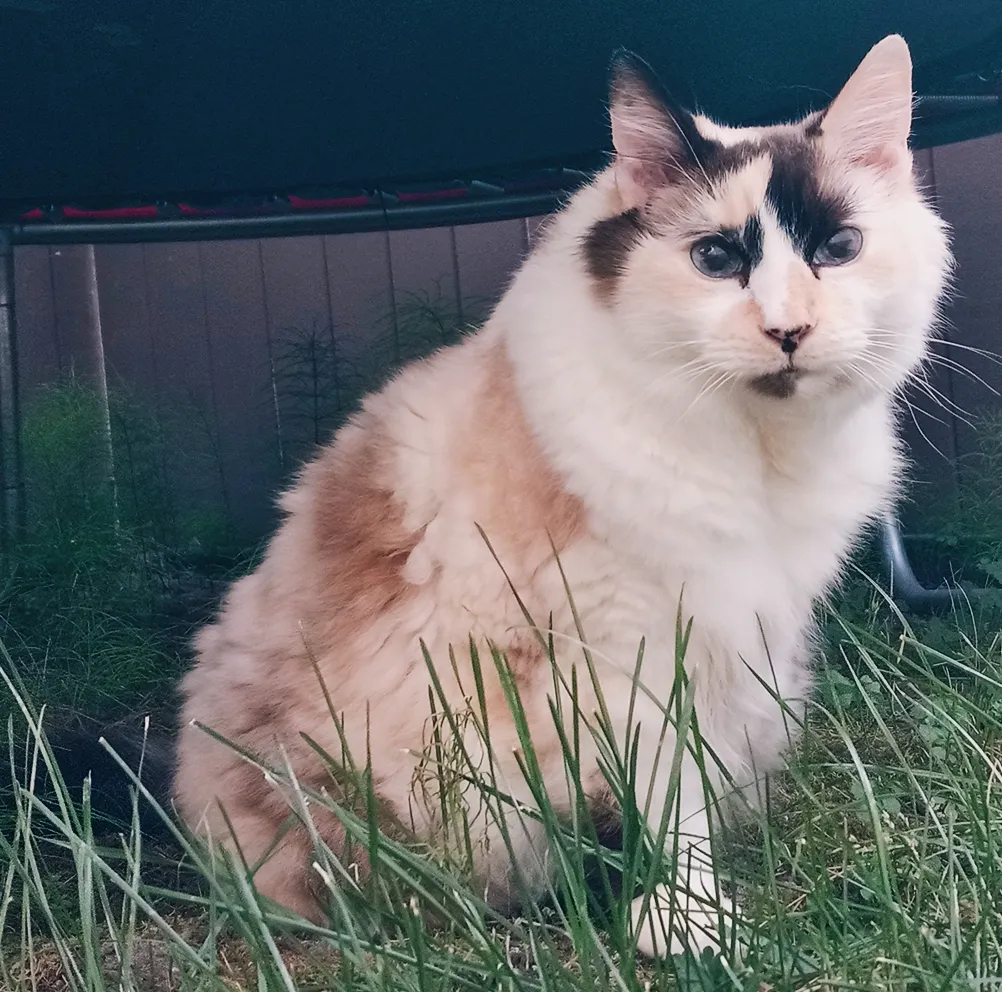 แร็กดอลล์ (Ragdoll)